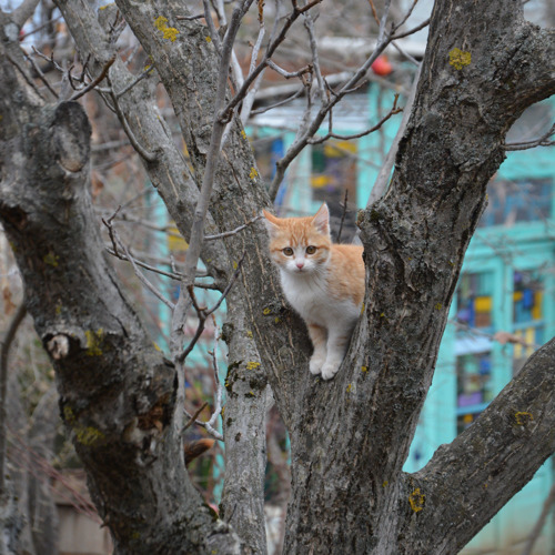 ginger-and-white kitten sitting in a tree