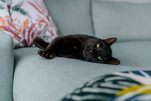 Black cat lying on a grey sofa