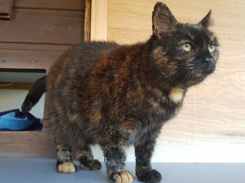 tortoiseshell cat