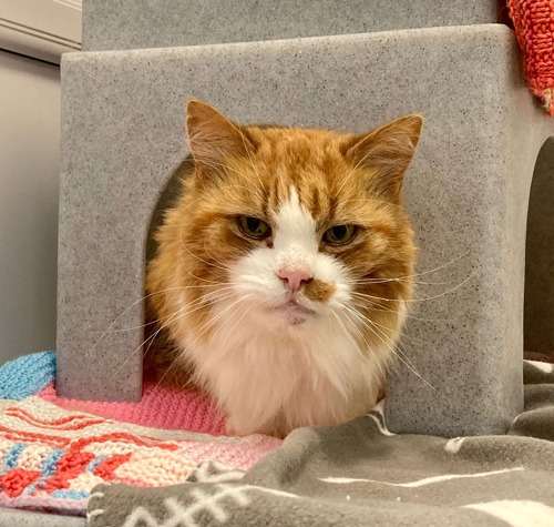 ginger-and-white cat with head poking out of grey plastic cat hide