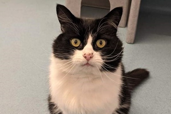 Excitable cat seeks quiet life after escaping neighbourhood bullies