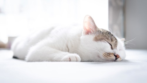 brown-and-white cat asleep