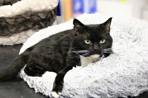 black-and-white cat lying in grey fluffy cat bed