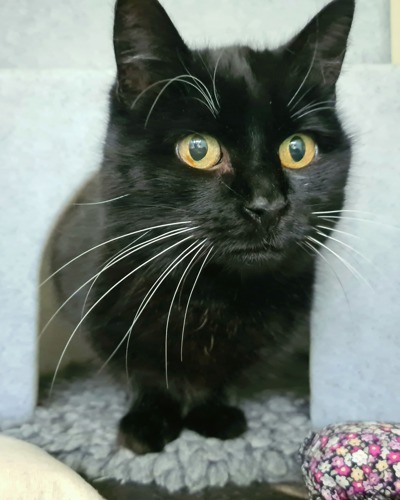 black cat sitting on grey fleece blanket underneath grey cat hide