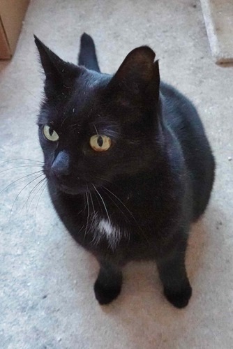 black cat with white tuft of fur on his chest