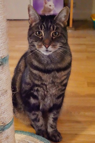 brown tabby cat sitting next to scratch post