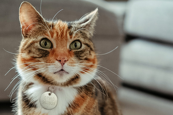 Tammy finds freedom after being confined to one room with three other cats