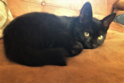 black cat curled up on brown sofa