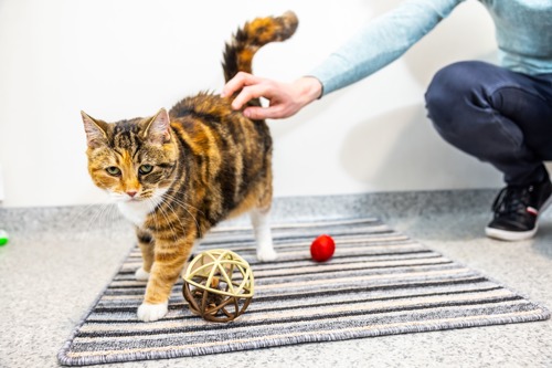 tortoiseshell-and-white cat bring stroked as it walks across square of grey-and-black striped carpet