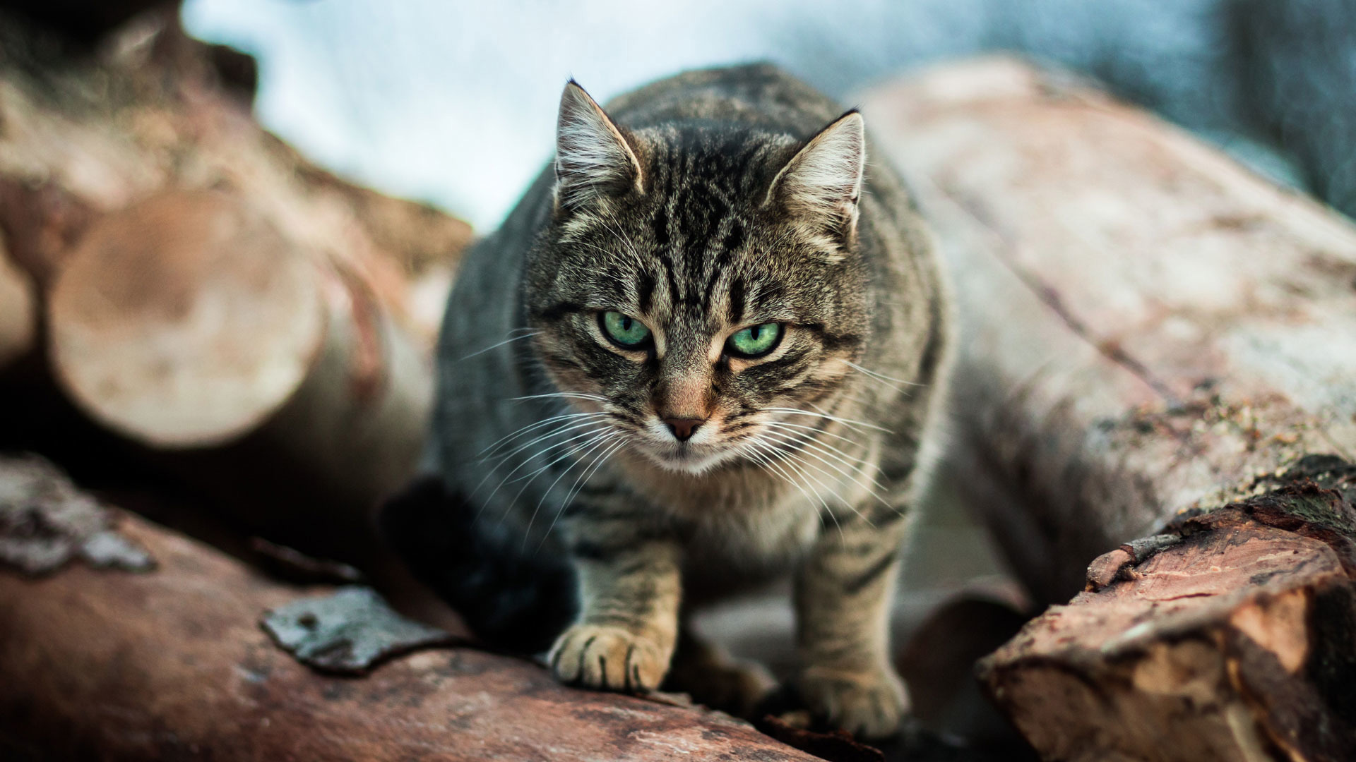 aggressive-cats-behaviour-help-advice-cats-protection