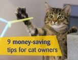 Money saving tips for cat owners