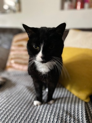 black-and-white cat standing on patterned blanket