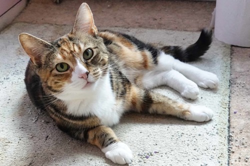 tabby-and-white cat lying down