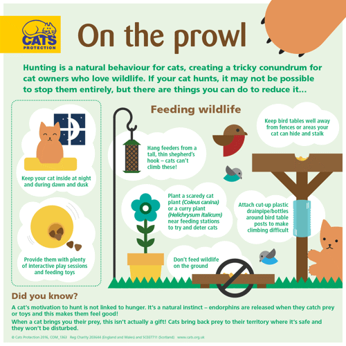 Why cats hunt infographic