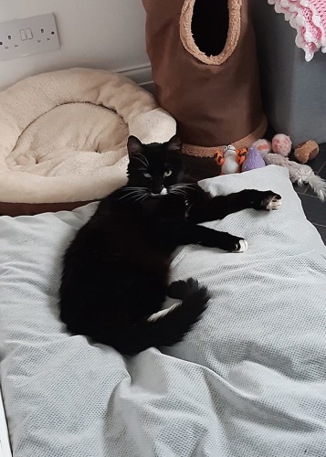 black-and-white cat lying down