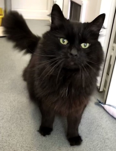 long-haired black cat