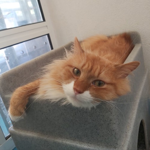 long-haired ginger-and-white cat lying in grey plastic cat hide