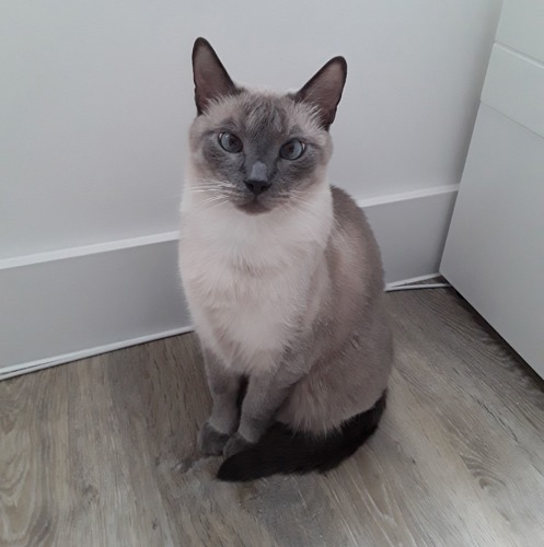 grey-and-white cat sat on grey wooden floor