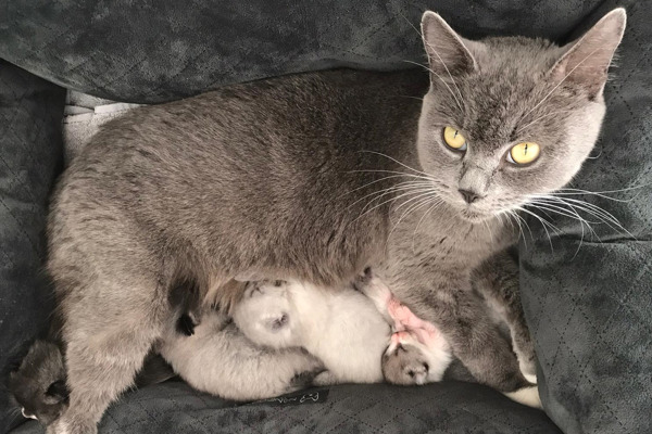 Cat and kittens rescued from electrical substation