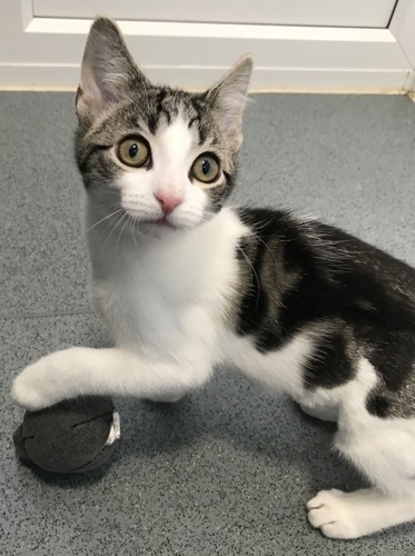 tabby-and-white kitten playing with grey ball