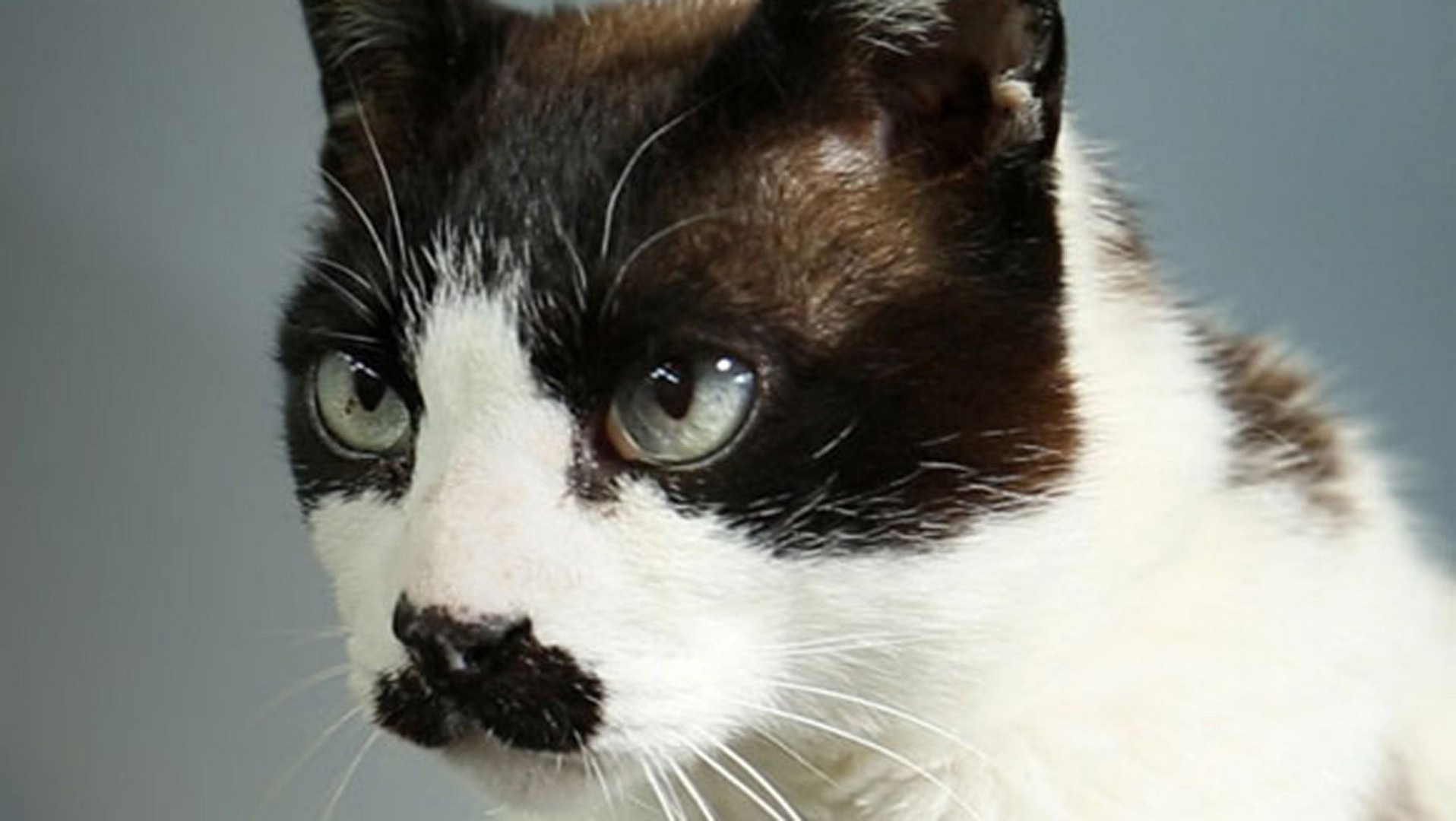 Health Issues for Elderly Cats Cat Health Cats Protection