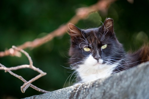 black-and-white long-haired cat peering over the edge of a roof