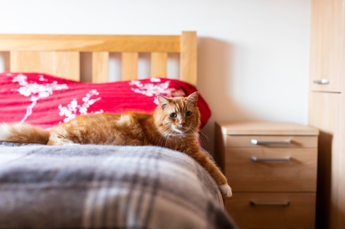 long-haired ginger cat laying on bed