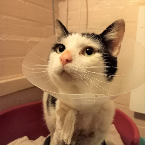 black-and-white cat wearing plastic cone collar