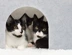 Three-black-and-white-cats-looking-through-hiding-box.png