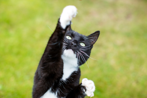 Black-and-white cat with their front paw reaching into the air