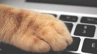 Paw On Keyboard