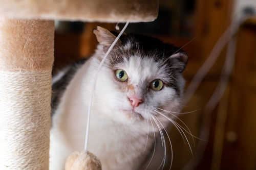 grey tabby-and-white cat peering out from behind a scratching post