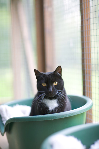 black and white cat sitting in green cat bed