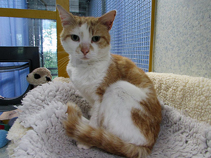 white and ginger cat in cat bed