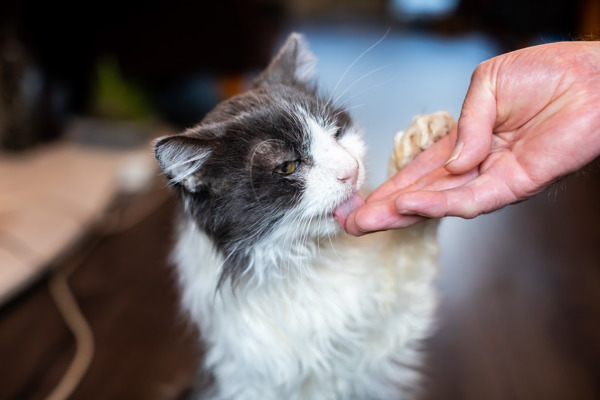 Why does my cat lick me?