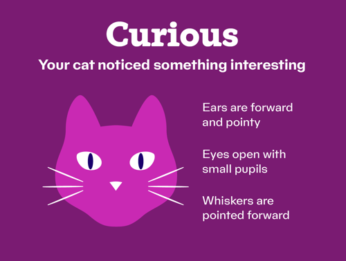 An infographic about a cat feeling curious