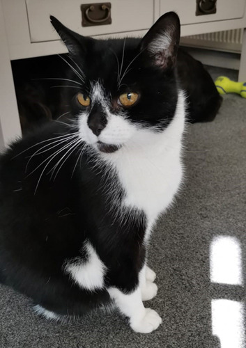 black-and-white cat sitting on floor