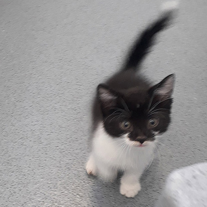 black and white kitten