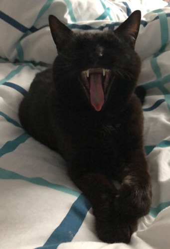 black cat yawning