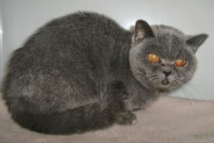 Grey British Shorthair cat