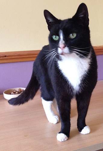 black and white cat by food bowl