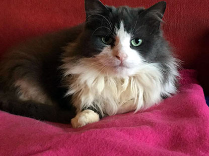 grey and white cat laying on pink blanket