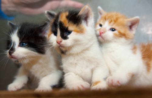 3 black, white and ginger cats