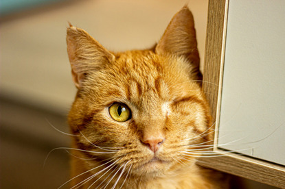 ginger cat with one eye missing