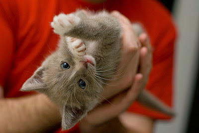 grey kitten held by man in red t-shirt