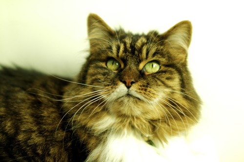 longhaired tabby and white cat