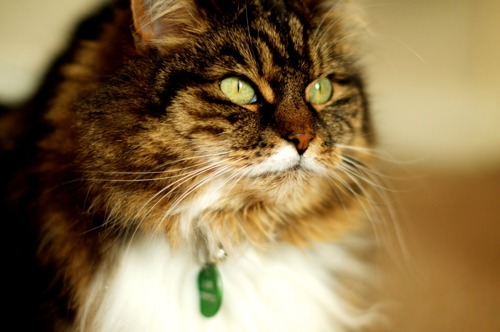 longhaired tabby cat