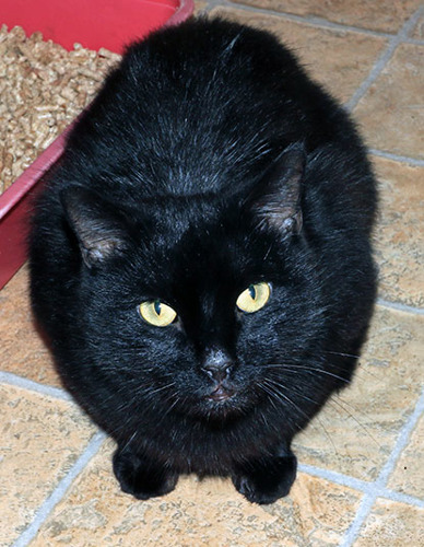 black cat next to litter tray