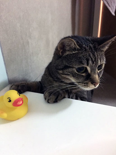 tabby cat standing up at edge of bath