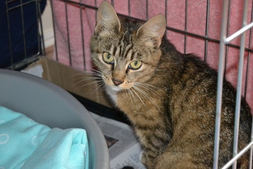 Tabby cat sitting in pet cage